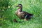 Free Duck And Duckling Stock Photography - 9368102
