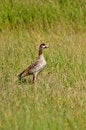Free Goose Royalty Free Stock Photo - 9370435