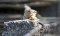 Free Bird Atacking To Eat Stock Photography - 9373942