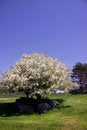 Free Blooming Tree Stock Photography - 9375092