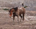 Free Horse On A Beach Stock Images - 9375304