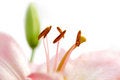 Free Pink Lily Stock Photography - 9375382