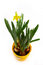 Free Yellow Spring Stock Image - 9371141