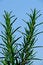 Free Rosemary Royalty Free Stock Image - 9372526