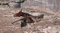 Free Horse And Dog Playfight Royalty Free Stock Image - 9375256