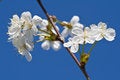 Free Cherry Tree Royalty Free Stock Photo - 9381725