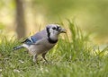 Free Blue Jay Stock Photos - 9386703