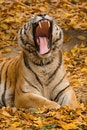 Free Roaring Tiger Royalty Free Stock Photo - 9387925