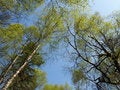 Free Springtime Tree Views Stock Photo - 9393030