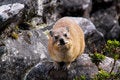 Free Dassie 2 Stock Photography - 9394152