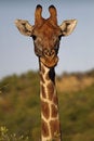 Free Giraffe 3 Royalty Free Stock Photography - 9394157
