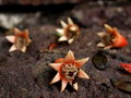 Free Megranate Flower Royalty Free Stock Image - 9396176