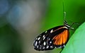 Free Butterfly Perched On A Leaf Stock Photo - 9396560