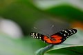 Free Butterfly Ready For Take-off Stock Photo - 9396570