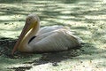 Free White Migratory Pelican Bird Royalty Free Stock Photography - 9398467