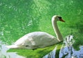 Free A Swan Stock Photography - 9398512