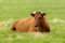 Free Brown Cow Stock Photo - 9392980