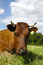 Free Cow Face Stock Image - 9393001