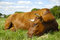 Free Resting Cow Stock Photography - 9393032