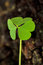 Free Clover-leaf In The Garden Stock Images - 9395604