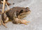 Free Frog On Ice 8 Stock Photography - 9397232