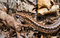 Free Lizard 3 Stock Photos - 9397273
