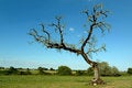 Free Tree In Field Royalty Free Stock Image - 940166
