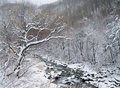 Free Snows On Branch Royalty Free Stock Image - 943476