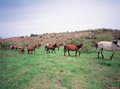 Free Horses On Grass Stock Image - 943491