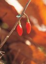 Free Cane With Berry Stock Photography - 943522