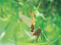 Free Dragonfly With Skin Stock Photo - 943710