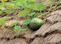 Free Pumpkin With Straw Royalty Free Stock Images - 943779