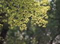Free Leaves And Sunshine Stock Images - 944044