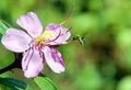 Free Pollen Bee 3 Stock Photography - 944472