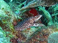 Free Fish Stock Image - 944671