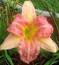Free Day Lily After The Rain Stock Images - 945304