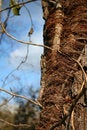 Free Old Tree Stock Image - 945891