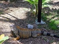 Free Tropical Iguana Stock Images - 945964