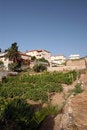 Free Vineyard With Houses Royalty Free Stock Photography - 946407