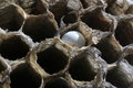 Free Wasp Nest Stock Photo - 948520