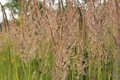 Free Spring Meadow Stock Images - 949264
