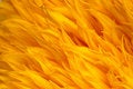 Free Floral Background Royalty Free Stock Image - 949926