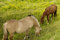 Free Grazing Horses Stock Photography - 941452