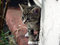 Free Young Kitten - Curious Look Royalty Free Stock Image - 943296