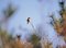 Free Bird On Branch Royalty Free Stock Photos - 943468