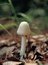 Free Mushroom And Ground Stock Images - 943804