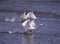 Free Bird And Water Stock Image - 943991