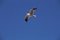 Free Bird And Sky Stock Photography - 944092