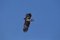 Free Sky And Bird Royalty Free Stock Images - 944099