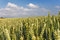 Free Wheatfield Royalty Free Stock Images - 949359